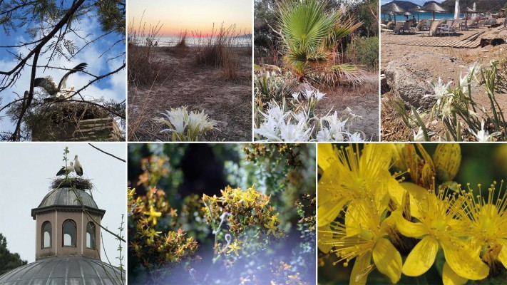 Faunası florasıyla Efes Selçuk