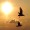 Gün batımında yarışan martılar... Fotoğraf: Esat Erçetingöz