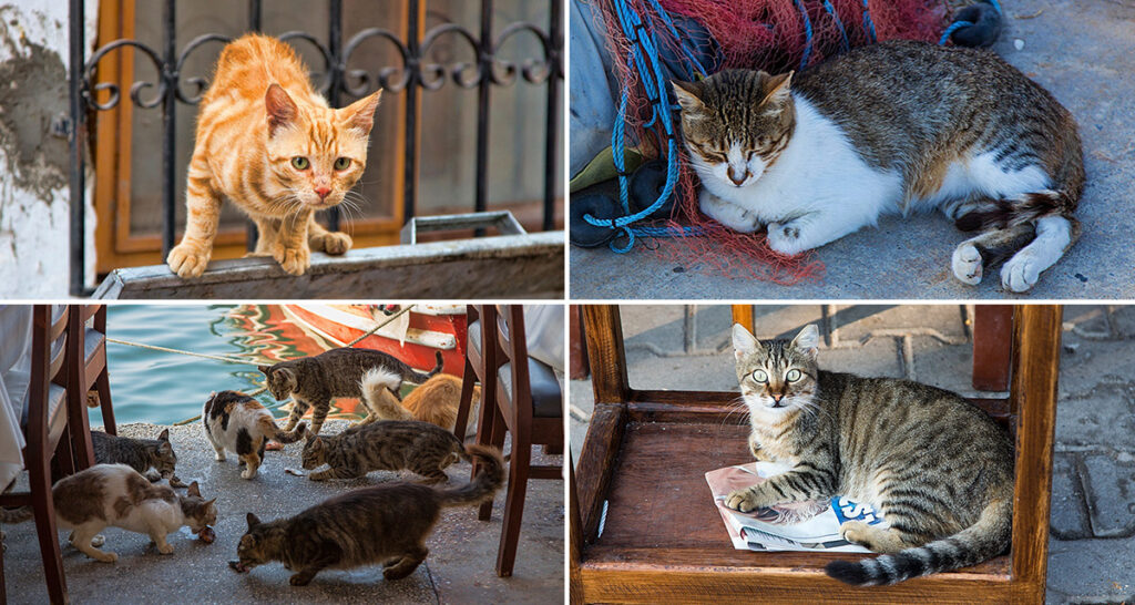 Kentin sessiz tanıkları: Ayvalık kedileri