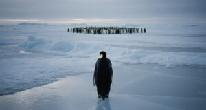 Nihilist Penguen: Anlamın çözüldüğü yerde başlayan yürüyüş