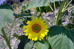 Ayçiçeği [Fotoğraf : Saadet Erciyas]