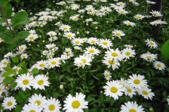 Papatyalar [Fotoğraf : Saadet Erciyas]