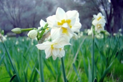 Nergis [Fotoğraf : Saadet Erciyas]