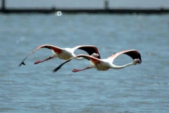 Flamingolar [Fotoğraf : Turan Gültekin]