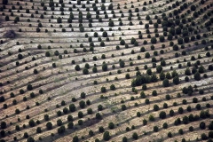 Orman olacak [Fotoğraf : Berk Altınışık]