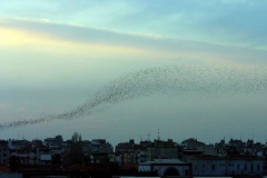 Kuşlar göçüyor [Fotoğraf : Mete Tamer Omur]