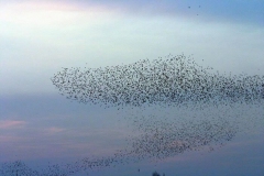 Kuşlar göçüyor [Fotoğraf : Mete Tamer Omur]
