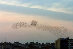 Kuşlar göçüyor [Fotoğraf : Mete Tamer Omur]
